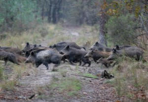 Caccia al cinghiale